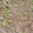 하모리-28 이미지