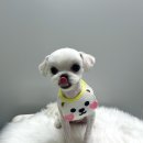네오펫 이미지