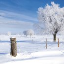 리틀버디 이미지