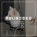 [괴산:루파니애견캠핑장] 반려견 동반 캠핑장 내돈내캠 추천(시설, 이용요금, 예약방법, 이용수칙)💙