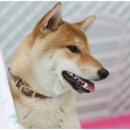 견우애견 이미지