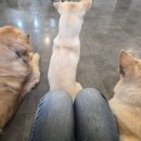 혼자두면 장판뜯어서 차린 개카페 이미지