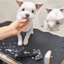 쿨펫동물병원 네이버블로그