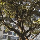 천과나무 이미지