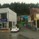 버드아일랜드민박 Daum카페