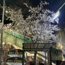 성현동-15 | 관악구 벚꽃 숨은 명소, 청림 어울림길 산책! 아이와 킥보드 타고 봄날 즐기기 벚꽃구경