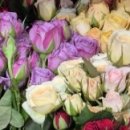 샤론의꽃의원 이미지