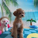 여수포펫 | 여수 신상 애견카페 | 여수포펫 후기