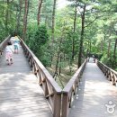 솔향수목원(솔숲광장) 이미지