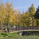 나무여행 | 충북 괴산 문광저수지 은행나무길 단풍 여행 다녀온 후기