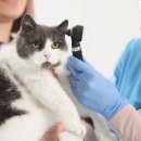 이개내고양이 이미지