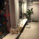 코스큐어 이미지