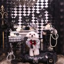 애견미용사 3급 자격증 과정 2 | [공지] [고용24] 애견미용사 3급 자격증 국비지원 과정 모집 / 국민내일배움카드 / 추건우애견미용학원