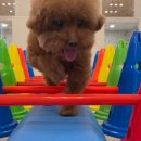 댕댕 하우스 | 광주애견호텔 &#39;마마스미독펜트하우스&#39;, 5성급 댕댕 호텔 감성! 유치원 프로그램까지 완벽!