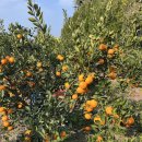 미라농원 이미지