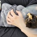 고양이 미용실 방울선생 이미지