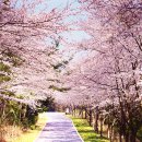 호텔체리블러썸 이미지