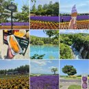 소다팜 | [내돈내산 / 솔직후기] [일본] 비에이 후라노 삿포로 일일 버스투어 /// 팜도미타 - 청의 호수 - 흰수염...