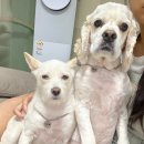 푸른숲동물병원 이미지