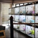 부산고양이분양 미유펫 이미지