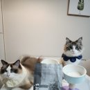 MOS헤어 | 닥터클라우더 하이 프리미엄 캣 그레인프리 글루텐프리 알러지 장케어 고양이사료