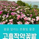 4월 25일(목) 여수 낭만 낭도둘레길트래킹&고흥 작약꽃밭 힐링여행.♡40,000원.조중식(찰밥) 36석리무진운행 이미지