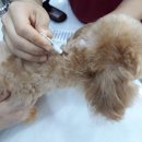 광교 우리들동물병원 이미지