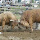 대산면공설운동장 이미지