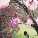 라일락 - 안산시 단원구 참살이2길 25 | 라일락