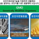 GMO 옥수수와 빌 게이츠 이미지