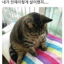 신미양꼬치 - 안양시 만안구 양화로136번길 44 | 신미양꼬치