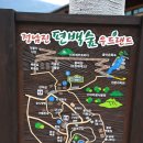 숲에 머물다 이미지