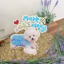 도요케이크 이미지