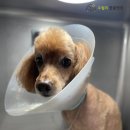 오월의 동물병원 이미지