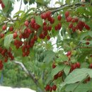 대광농장 이미지