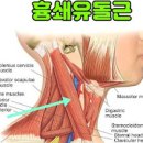 귀 뒤쪽 통증 원인 함께 알아봐요 이미지