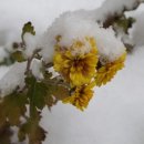 용교 농장 이미지