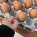 계란직판장 이미지