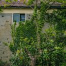 제주돌담 이미지