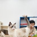 캣플코지눅 시화점 이미지