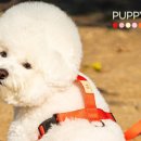 퍼피랜드 - 성동구 장터길 14-1 | 퍼피랜드