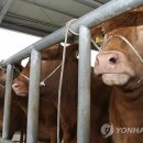 누 이미지