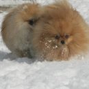 골든힐폼 이미지