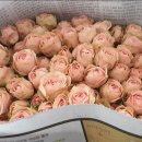 음악이 있는 힐링원예 이미지