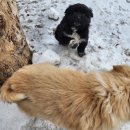 산책하다 만난 시골뽀시래기<b>아기</b> <b>댕댕이</b>들~~~^^