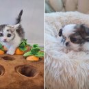 도그마루 강아지고양이 목동점 이미지