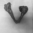 워너비 동물병원 이미지