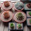 로이즈 이미지