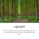 피톤치드 이미지