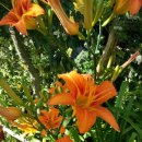 섬초롱민박 이미지